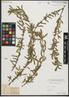 Foto von Salix purpurea L.